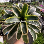 TANAMAN HIAS BROMELIA HIDUP BROMELIA TANAMAN HIDUP | BISA BAYAR DITEMPAT (COD) | BROMELIA PAKET MURA