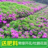 Azalea Evergreen Garden Greenery Seedlings Rhododendron Azalea Seedlings Flower Bed Cold-Resistant E