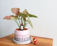 粉紅合果芋 • 紫映天空水泥盆栽 可客製化