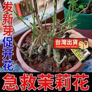 【樂樂屋】【花肥】茉莉乾枯營養液 專治茉莉黃葉黑葉不開花僵苗生長慢茉莉花專用肥料
