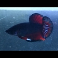 ikan cupang avatar black vampire hitam pekat grade proses rintik