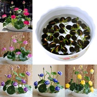 LOCAL READY STOCK 20Pcs Bowl Lotus Flower Seeds Water Lily Home Garden Plants Multi-Color Mix Mini Lotus Seeds Lotus Flower Seeds Malaysia Fast Grow Bonsai Seed Benih Bunga Teratai Water Plant Seed Biji Benih Pokok Bunga Pokok Bonsai Hidup Air Plants Live