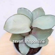bunga hias daun calathea silver - bunga hidup calathea silver