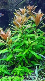 Palustris cuba tanaman aquascape 20 batang tanaman hias tanaman aquarium tanaman aquascape