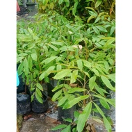 Pokok Mata Kucing Berlian / Longan Berlian
