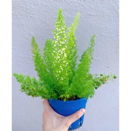 Asparagus Densiflorus Myersii Plume Asparagus 15cm Pot Size 狐尾天门冬( Foxtail Fern)