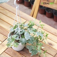 Cây Thường Xuân Cẩm Thạch (English Ivy Marble Hedera Helix Var)