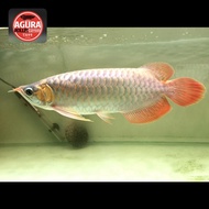 Ikan Arwana Super Red Sumo 37cm