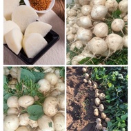 4 ounces of jicama seeds