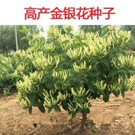 現貨  特價 小欣種業金銀花種子 四季金銀花 中藥材可食用泡茶種子忍冬藥用植物包郵