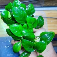 Sindo - Anubias Marbel Classic Aquascape Plant