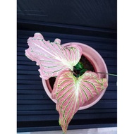 Keladi Thai beauty (Caladium)