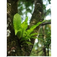 PAKU LANGSUIR HIASAN / POKOK LANGSUIR HIASAN
