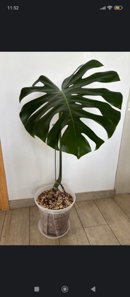 龜背竹盆栽