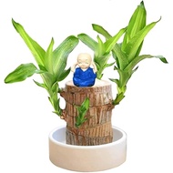 Brazilian Wood Plant, Brazilian Lucky Wood Plant with Pot Hydroponic Potted Plant Stump for Desk Pla