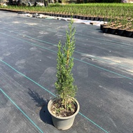 Italian Cypress สนดินสอเขียว 🌲 ส่งพร้อมกระถาง 8 นิัว จัดสวนสวยๆง่ายๆสไตล์ฝรั่ง