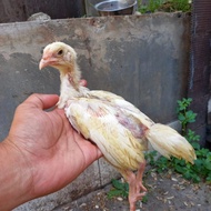 Ayam Bangkok Full Putih Jantan Josssss ayam Kinantan