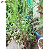 IOO12.3✻■Available live plants for sale (Citronella ship out with out leaves)