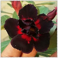 Adenium real plant Desert rose rhizomes rhizomes for planting can be used for potted plants : Packag