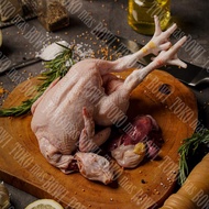 Ayam Potong Utuh Broiler / Ayam Broiler Utuh (hidup 0.7 kg - 1.4 kg)