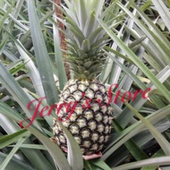 Anak pokok nanas Sarawak / pineapples plants / 凤梨幼苗