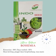 Benih Selada Bohemia enza 1gr original packing Wisata Agrotani