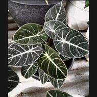 bibit bonggol alocasia black velvet / alokasia black