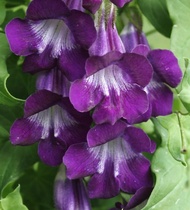 Goldfish vine flower seed garden balcony pot