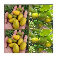 Bibit Buah Jeruk Nagami | JERUK NAGAMI