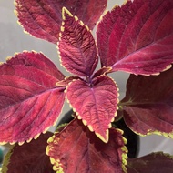 Mayana/Coleus Live Plant Cutting(P20)/Rooted(3 for P100)