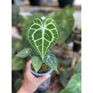 🌱Anturium Clarinervium Ready Stock 🌱Anthurium Trantula🌱Anturium Clarinervium Dark form🌱ANTHURIUM PAGOA ORIGINAL🌿