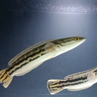 Ikan Gabus Toman uk 10cm