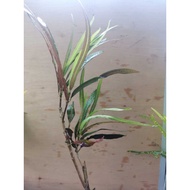 pokok bunga puding jari dalam polybag (bunga hiasan & bunga)