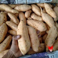 ubi cilembu/ubi madu 1kg