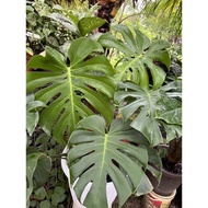 Keladi monstera deliciosa/ Real plant monstera/ Indoor plants/ Outdoor plants