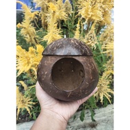 GLODOK BATOK GLODOK BIRD HOUSE COCONUT SHELL BIRD HOUSE