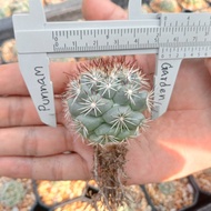 🌵💥แมมชูแมน💥🌵 Mammillaria Schumannii ไม้เมล็ด  ขนาด  4-5 ซม. ต้นกระบองเพชร ต้นแคคตัส (แคคตัส กระบองเพชร)