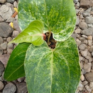 Anthurium Garuda x corong varigata (garong)