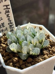 #127 '霓虹燈'玉露錦 十二卷 多肉 雨林 室內植物 仙人球 塊根 龍舌蘭 花燭 海芋 潮流植物SRL