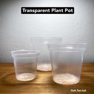 4” 5” 6” Transparent Pot | Clear Pot | Aroid Transparent Plant Pot | Pasu Bunga Lut Sinar Viral | Cl