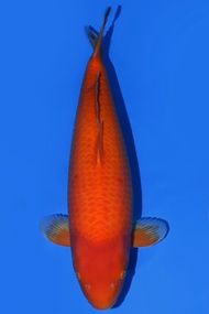 Ikan Koi Import Jepang Beni Goi Momotaro 61 cm