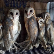 TERLARIS Burhan/Burung Hantu Barn owl/Tyto alba/Pembasmi hama tikus
