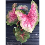 caladium_thai_hybrid