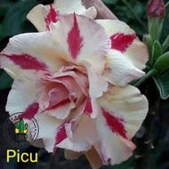 Adenium Kamboja Japang Bunga Tumpuk / Tanaman Hias Adenium Bunga Tumpuk terlaris