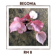 Begonia - Pokok Asam Batu