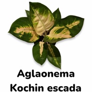 Terlaris tanaman hias aglaonema aglonema kochin escada realpict