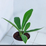 tanaman antorium linet +pot tawon 21 pitih