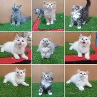 Jual Anak Kucing Persia Anggora Flat Nose Imut Gemoy Lucu Sehat