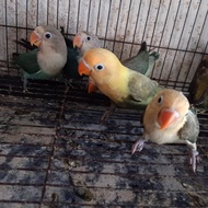 burung lovebird/lakbet/LB warna cantik mandiri green/blue/biola/pb