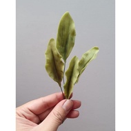 Gumpaste flower edible flower tart cake topper decoration parvi leaf/